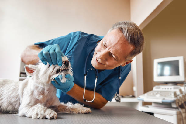  El Cerrito, CA Emergency Dentist Pros